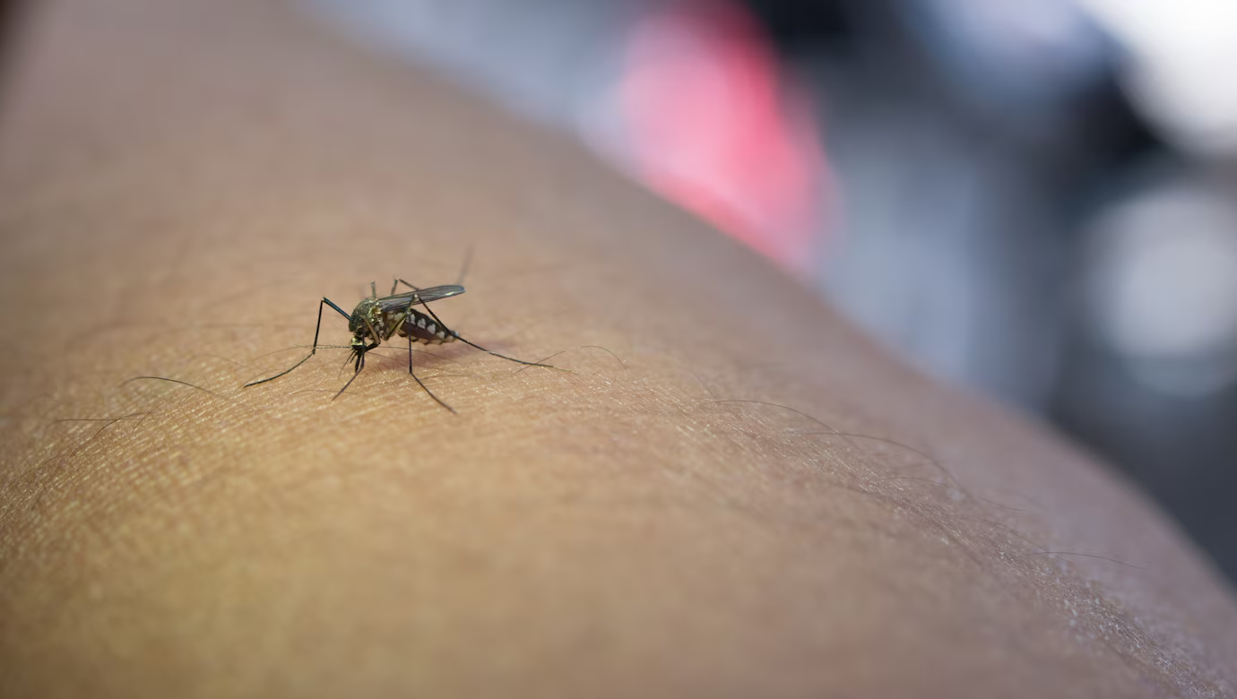 L'huile de CBD pour apaiser les douleurs des piqures d'insectes