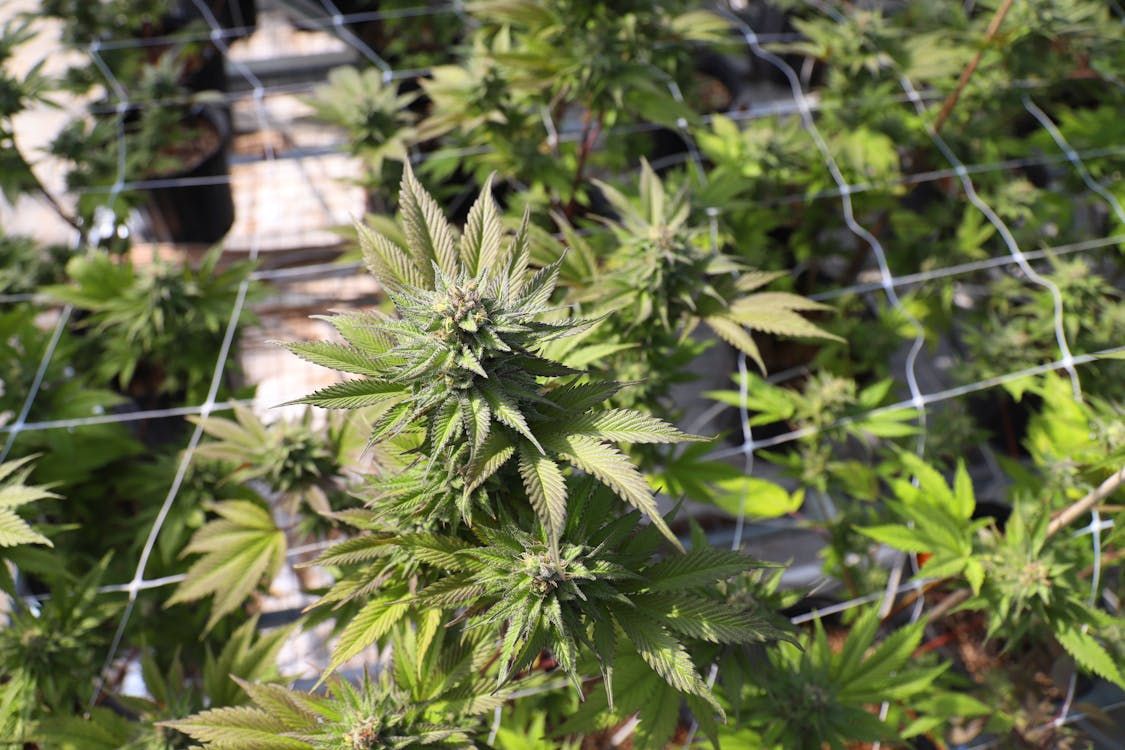 Fleur de CBD greenhouse : cultivées sous serre