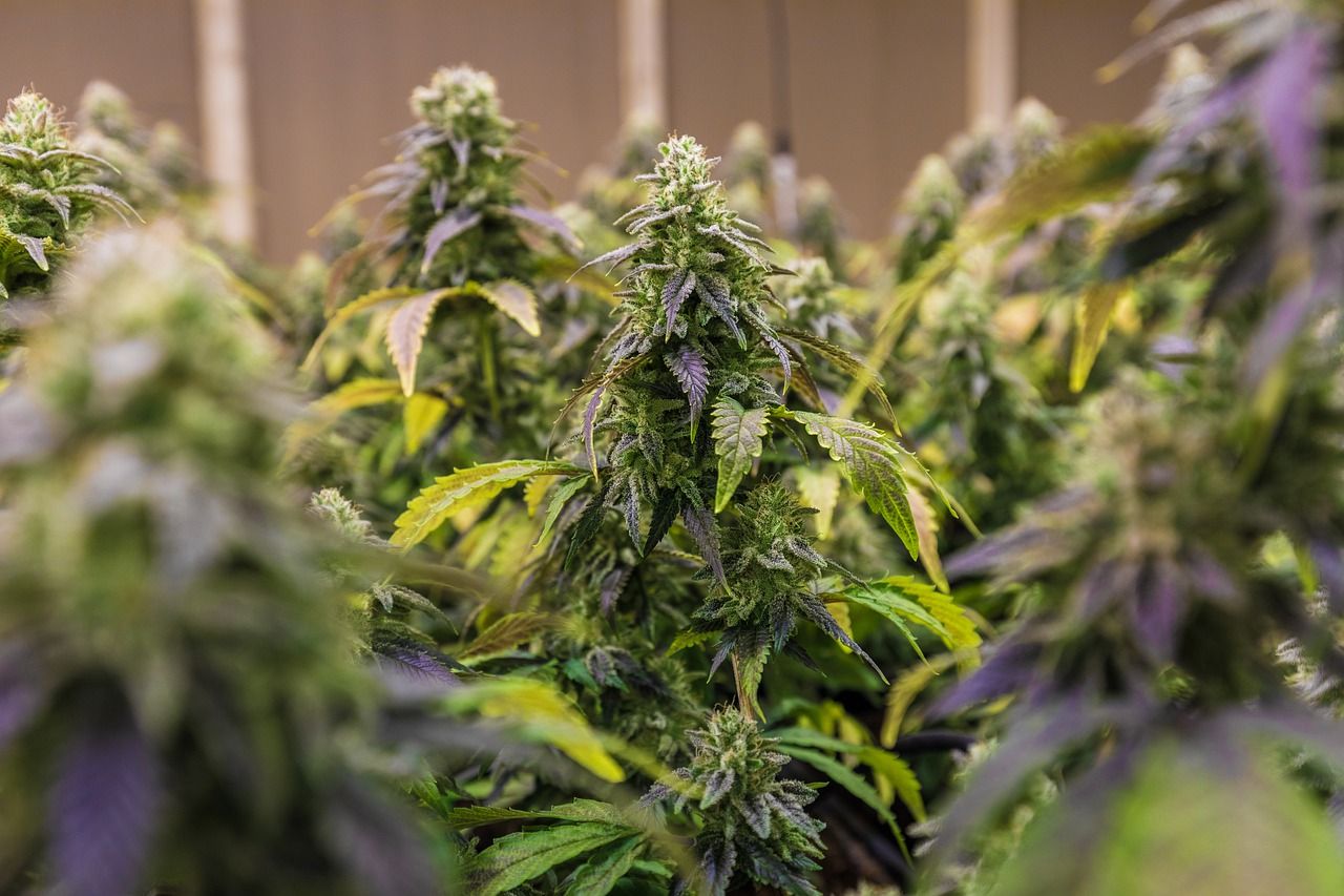 Fleur de CBD indoor : cultivées en intérieur