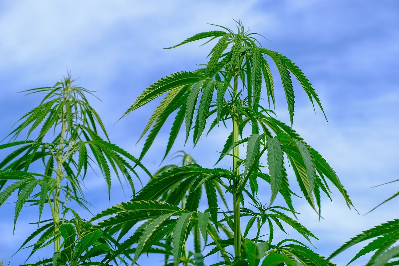 Le cannabis sativa