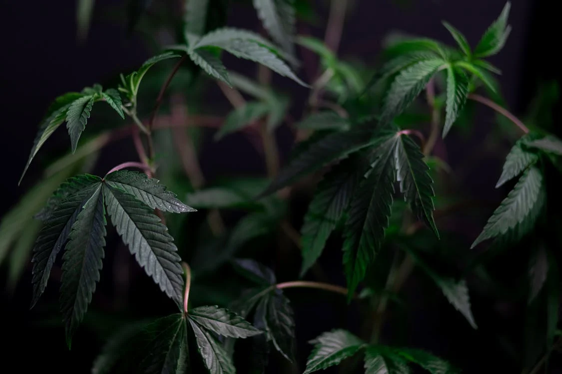 Le cannabis indica