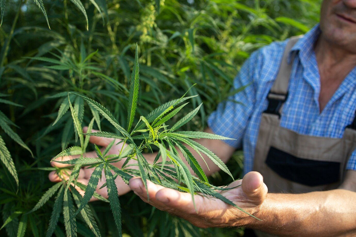 Les récepteurs Cannabinoïdes du Chanvre