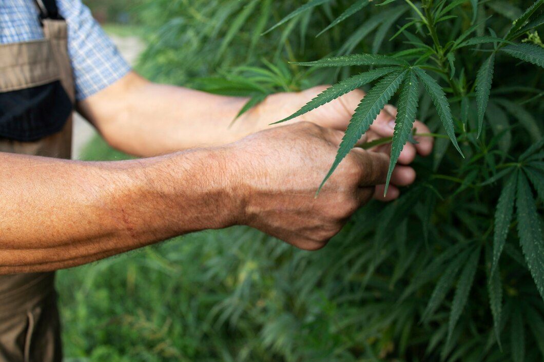 Indica et Sativa, les 2 principales souches de cannabis