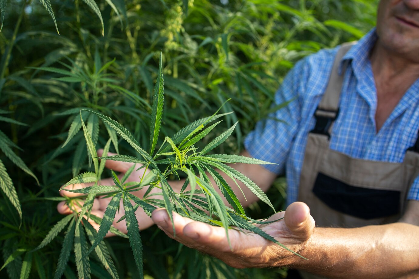 Les récepteurs Cannabinoïdes du Chanvre